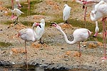 228: 024969-flamingos.jpg