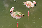 229: 024970-flamingos.jpg