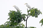 231: 024972-storks-on-tree.jpg