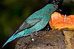 238: 025007-turquoise-bird.jpg