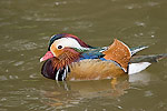241: 025014-mandarin-duck-male.jpg