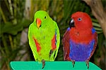 247: 025029-two-gaudy-parrots.jpg