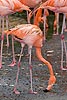250: 025034-flamingo.jpg
