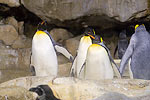 256: 025056-King-Pinguins.jpg
