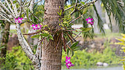 49: 803679-Orchids-in-Robinson-Club-garden.jpg