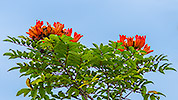60: 807315-red-tree-flowers.jpg
