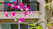 64: 808205-orchid.jpg