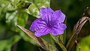 66: 808405-purple-flower.jpg
