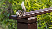 9: 803308-grey-squirrel-on-wooden-railing.jpg