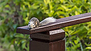 10: 803312-grey-squirrel-on-wooden-railing.jpg