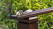 11: 803315-grey-squirrel-on-wooden-railing.jpg
