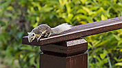 12: 803317-grey-squirrel-on-wooden-railing.jpg