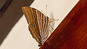 15: 803346-butterfly-at-wall.jpg