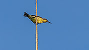 37: 803470-brown-throated-sunbird-female.jpg