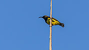 44: 803493-olive-backed-sunbird-male.jpg