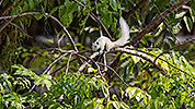 54: 803523-white-squirrel-on-the-tree.jpg