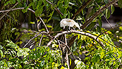 56: 803526-white-squirrel-on-the-tree.jpg