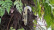 57: 803528-bright-squirrel-at-palm-trunk.jpg
