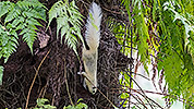 58: 803530-bright-squirrel-at-palm-trunk.jpg