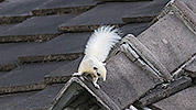 70: 803597-white-squirrel-on-roof.jpg