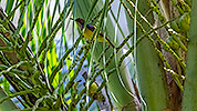 79: 803631-brown-throated-sunbird-male+female-3.jpg