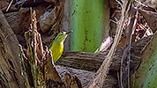 80: 803634-brown-throated-sunbird-female.jpg