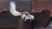 99: 803710-dark-brow-white-squirrel-jumps-off.jpg
