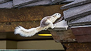 112: 803726-grey-white-squirrel-jumps-to-roof.jpg