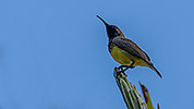 132: 803793-olive-backed-sunbird-male.jpg