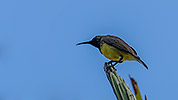 133: 803795-olive-backed-sunbird-male.jpg