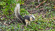 140: 803830-grey-squirrel-in-the-green-eats-seed.jpg