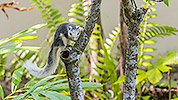 143: 803845-squirrel-at-tree-trunk.jpg