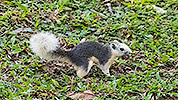 146: 803855-grey-squirrel-in-the-green-found-seed.jpg