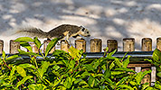 149: 803871-grey-squirrel-running-on-the-fence.jpg