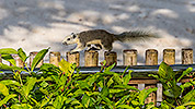 151: 803872-grey-squirrel-running-on-the-fence.jpg