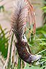 167: 807360-red-brown-squirrel-climbs-down-bamboo.jpg