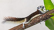 170: 807412-red-brown-squirrel-eats-bamboo.jpg