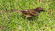 174: 808263-sparrow-Sperling.jpg