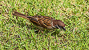 175: 808284-sparrow-Sperling.jpg