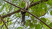189: 808654-grey-squirrel-in-tree-hangs-down-and-eats.jpg