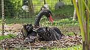 200: 808851-black-swan-breeding.jpg