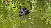 203: 809080-black-swan-swimming.jpg