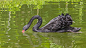 206: 809113-black-swan-eating.jpg