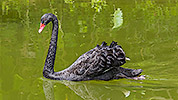 209: 809121-black-swan-swimming.jpg