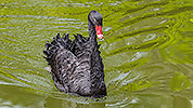 210: 809125-black-swan-swimming.jpg