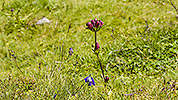 30: 916277-Violetter-Enzian-Gentiana-purpurea.jpg