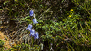 58: 916329-alpine-bell-flower.jpg