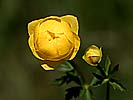 58: 004598-gelbe-Sumpfblume.jpg