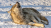 294: 208903-Wolf-liegt-im-Schnee.jpg